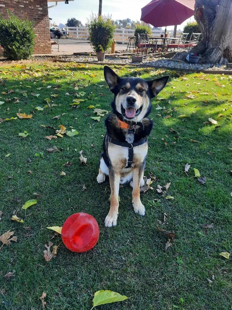 Rex E. Boy thumbnail 5