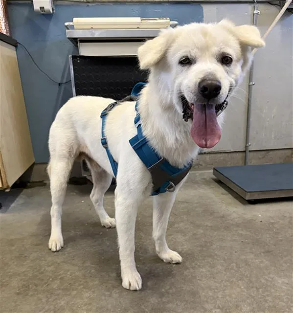An adult large-sized male Jindo dog named Reeses for adoption in Camarillo, CA