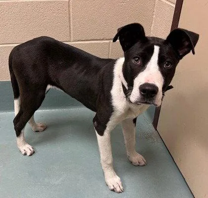 A young medium-sized male Terrier dog named Saint for adoption in Bloomfield, CT