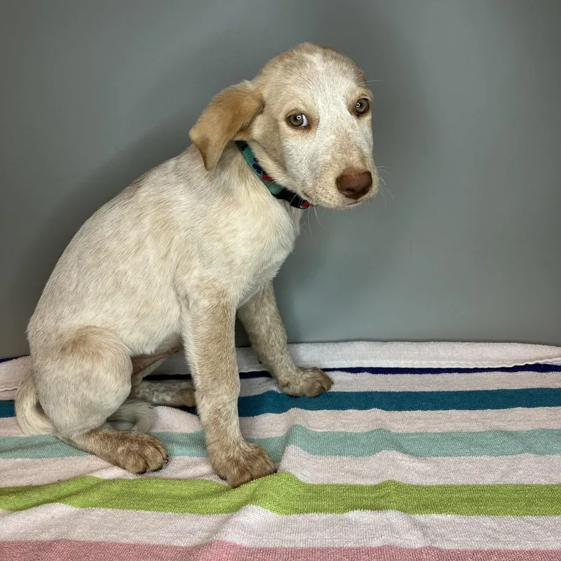 A baby medium-sized female White / Cream Labrador Retriever dog named Kiki for adoption in San Antonio, TX