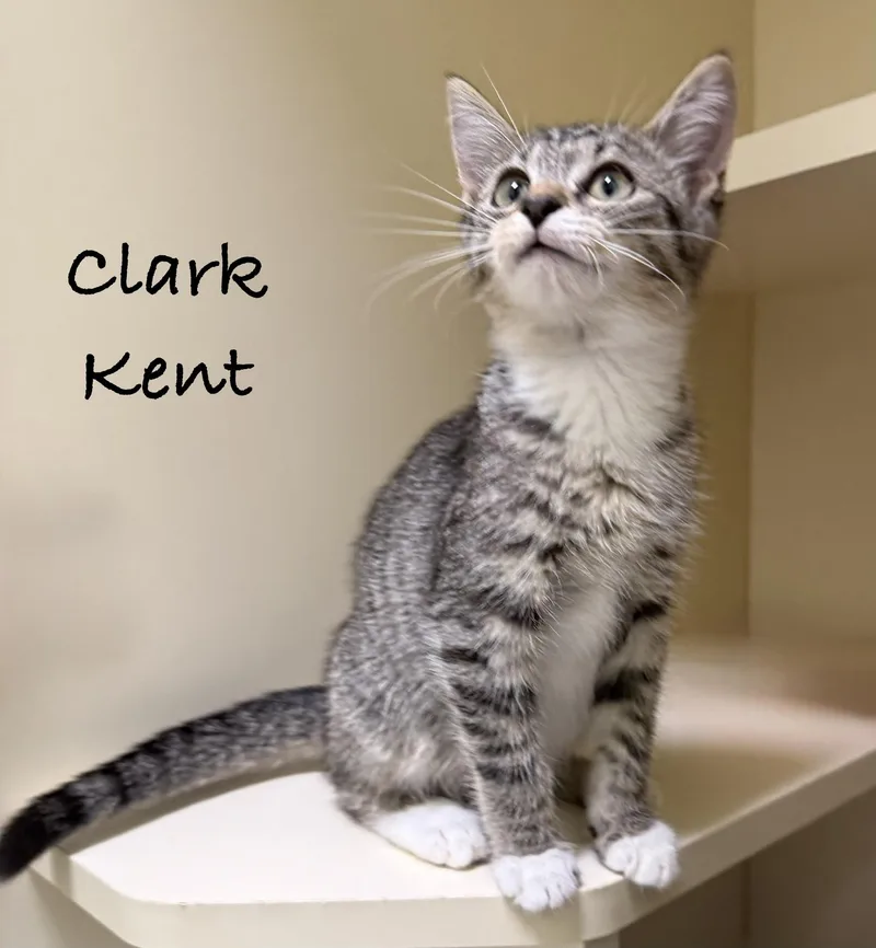 A baby medium-sized male Tabby (Gray / Blue / Silver) Domestic Short Hair cat named Clark Kent for adoption in Pawleys Island, SC