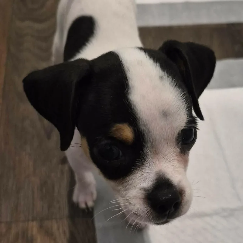 A baby small-sized female White / Cream Chihuahua dog named Dolly for adoption in Warren, RI