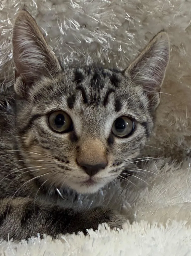 A baby small-sized female Tabby cat named Julia for adoption in Brookhaven, MS