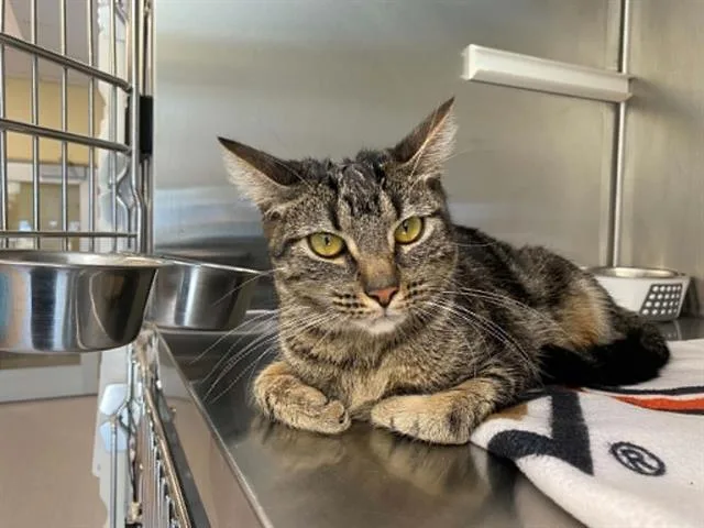 A young large-sized female Domestic Short Hair cat named Seabird for adoption in Tustin, CA