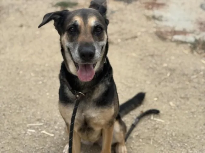 An adult large-sized female German Shepherd Dog dog named Angel for adoption in Los Angeles, CA