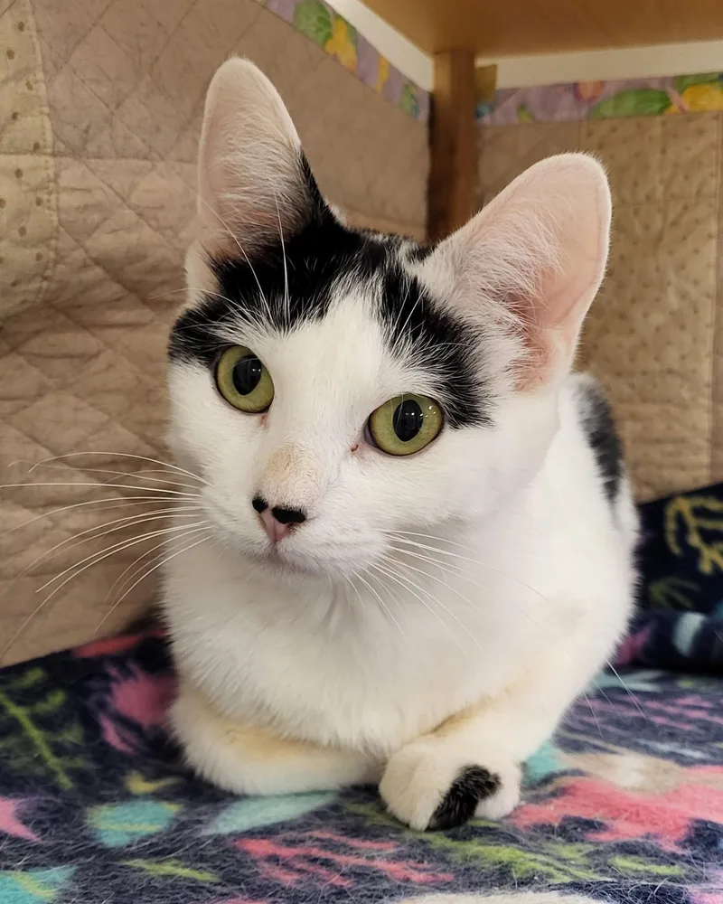 An adult medium-sized female White Domestic Short Hair cat named Targaryen for adoption in Grayslake, IL
