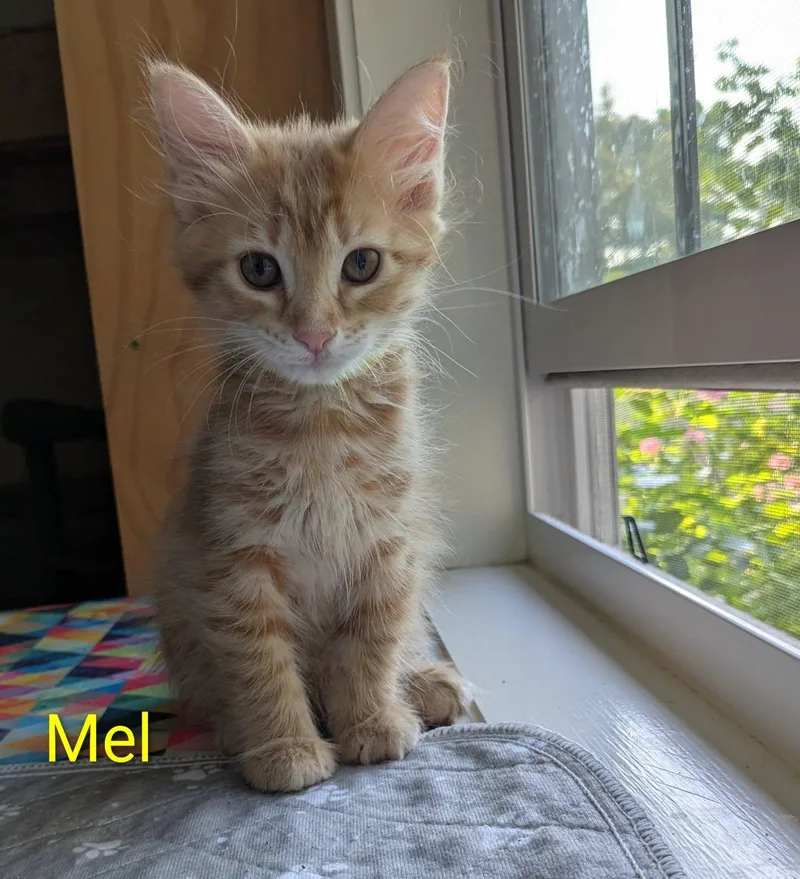 A baby medium-sized female Orange & White Domestic Short Hair cat named Mel for adoption in Flint, TX