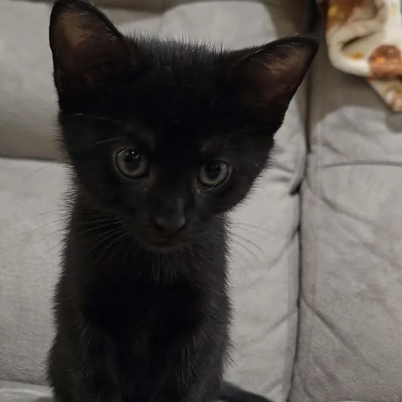 A baby small-sized male Black Domestic Short Hair cat named Luigi for adoption in Harrisonburg, VA
