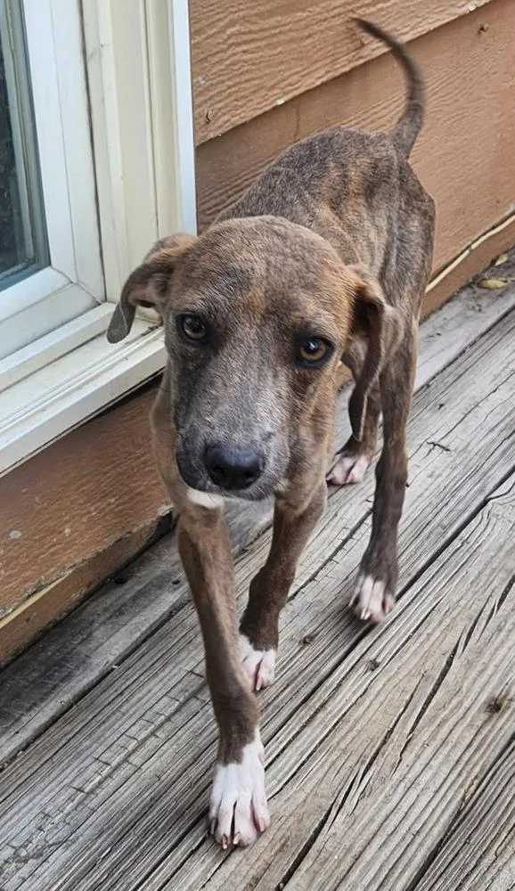 A baby small-sized female Whippet dog named Dakota for adoption in Colorado Springs, CO