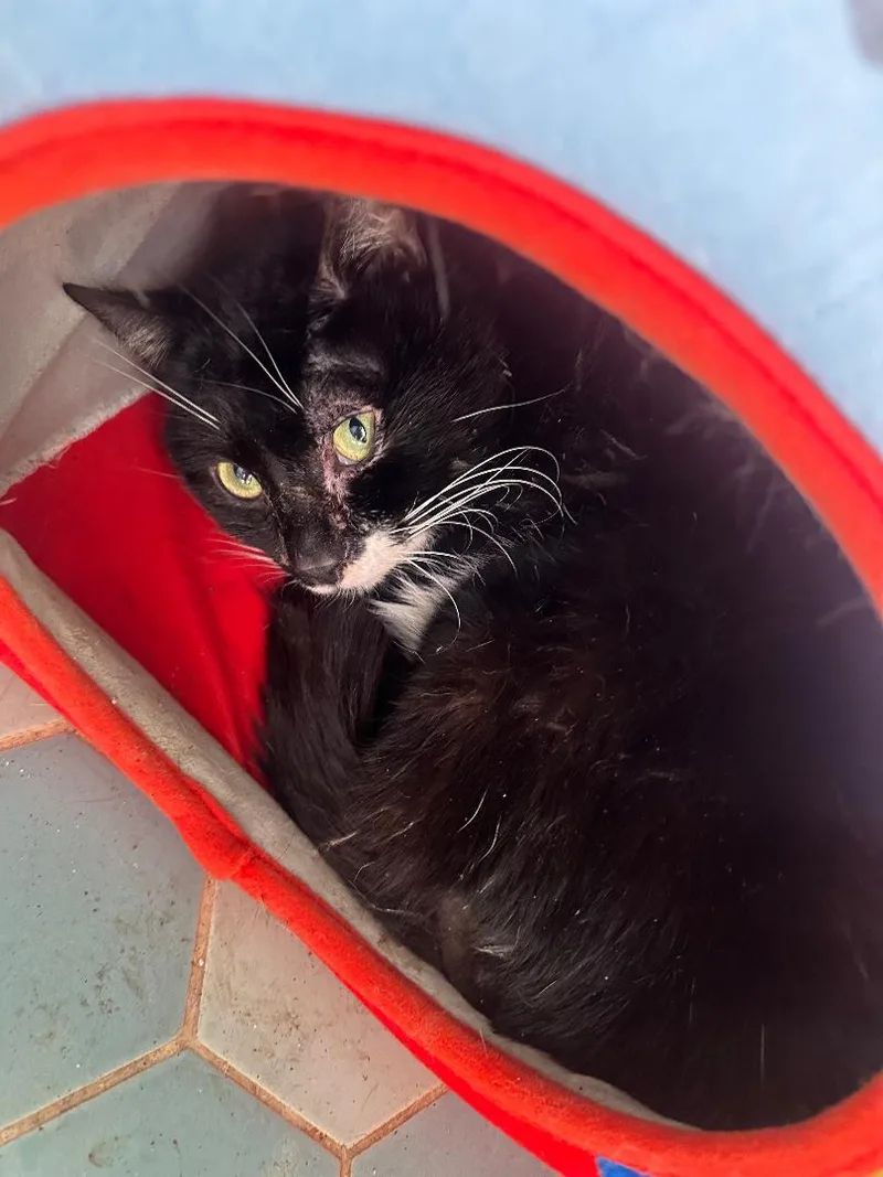 An adult medium-sized male Black & White / Tuxedo Domestic Short Hair cat named Austin for adoption in BEVERLY HILLS, CA