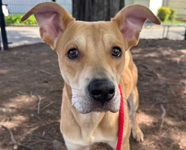 A young small-sized male Pit Bull Terrier dog named Murphy for adoption in Santa Rosa, CA