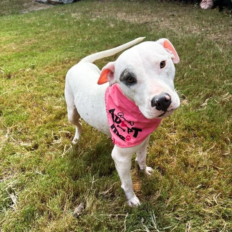 A young medium-sized female Pit Bull Terrier dog named Dot for adoption in Durham, NC