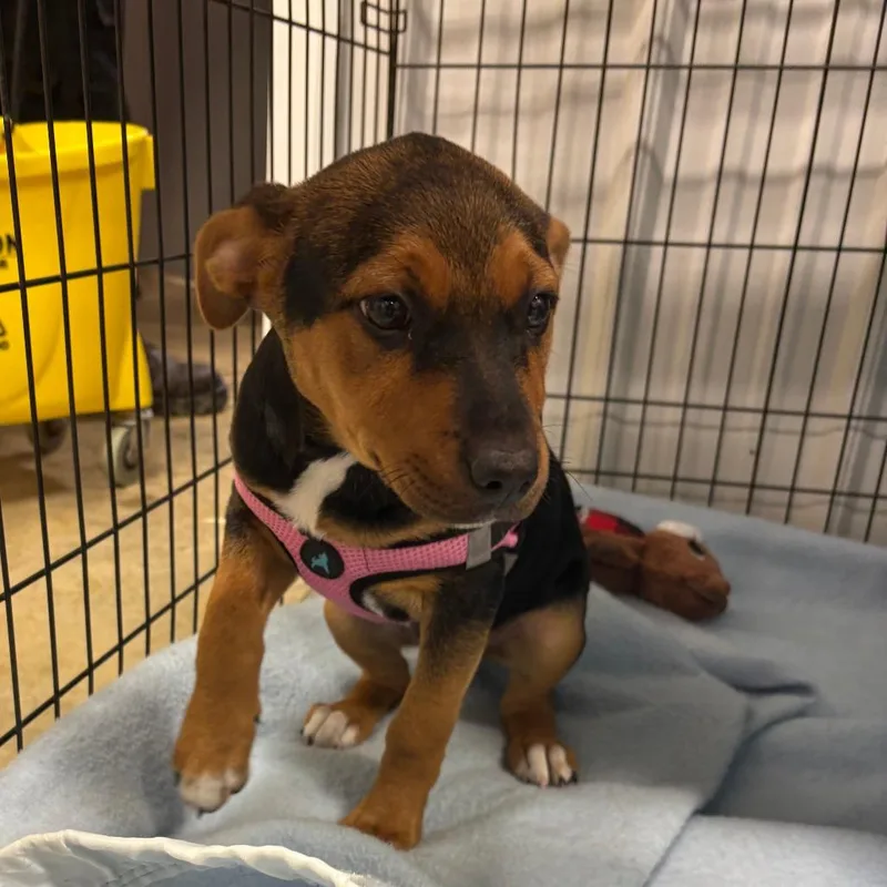 A young small-sized female Black Shepherd dog named Sis for adoption in West Point, MS