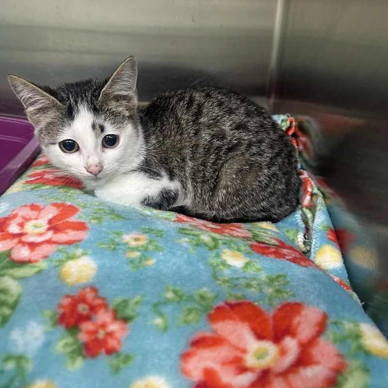 A baby small-sized female Brown / Chocolate Domestic Short Hair cat named Acorn for adoption in Newport, TN