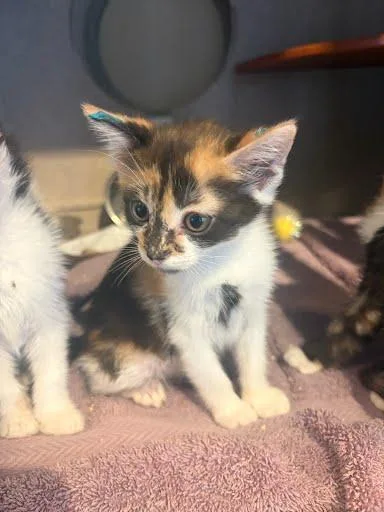 A baby small-sized female Domestic Short Hair cat named Noodle for adoption in Washington, DC