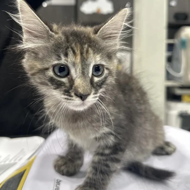 A baby small-sized female Black Domestic Short Hair cat named Galaxy for adoption in Tampa, FL