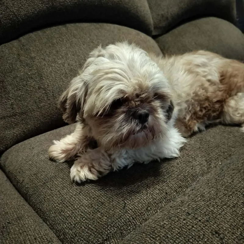 Chewbecca