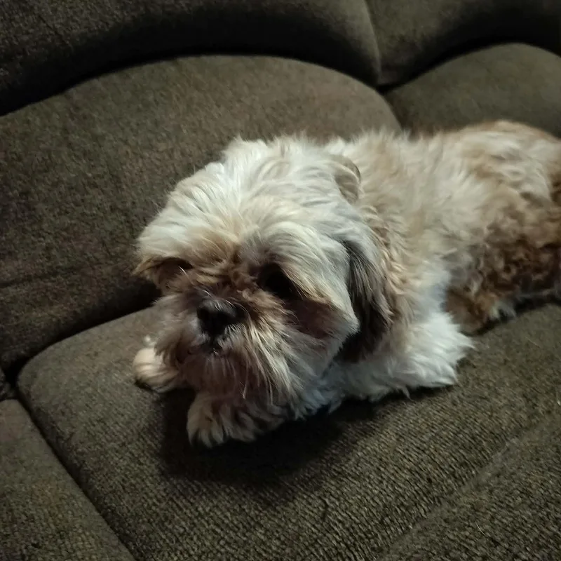 Chewbecca thumbnail 2