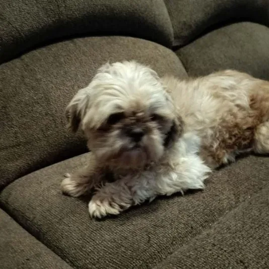 Chewbecca thumbnail 3