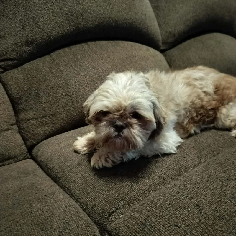 Chewbecca thumbnail 4