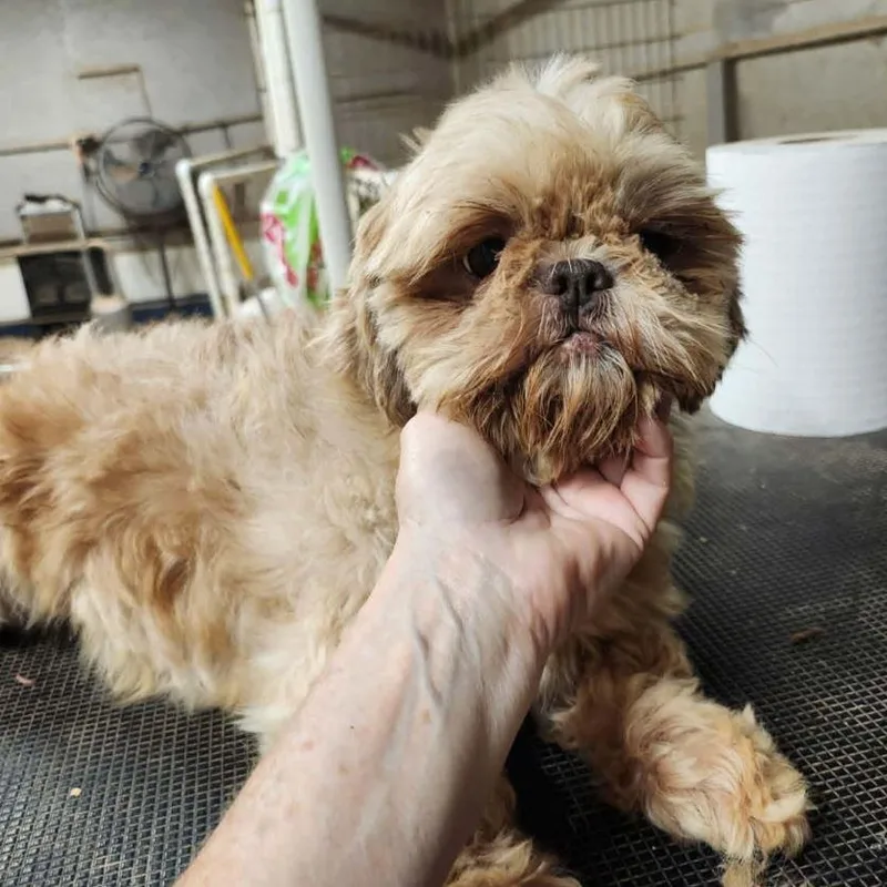 Chewbecca thumbnail 5