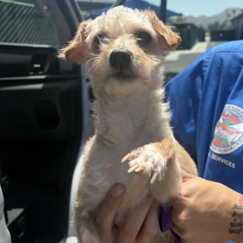 A young small-sized female Yellow / Tan / Blond / Fawn Terrier dog named Emmy  Chino Hills for adoption in Chino Hills, CA
