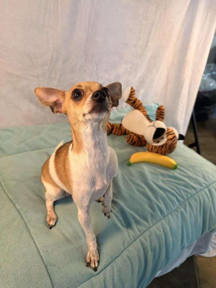 A young small-sized female Chihuahua dog named Honey Crisp for adoption in Richmond, TX