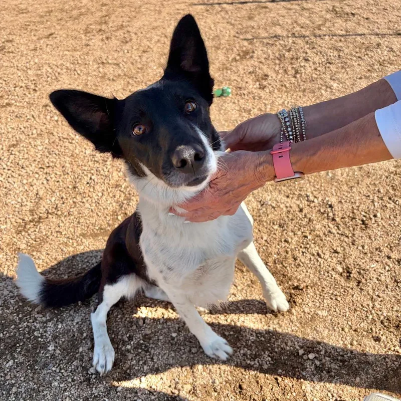 An adult small-sized female Black Mixed Breed dog named Lady Kcac . for adoption in Kerrville, TX