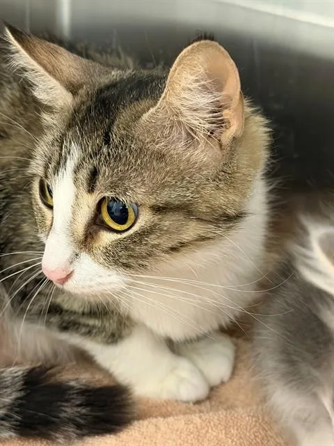A young small-sized female Domestic Short Hair cat named Susan for adoption in Mesa, AZ