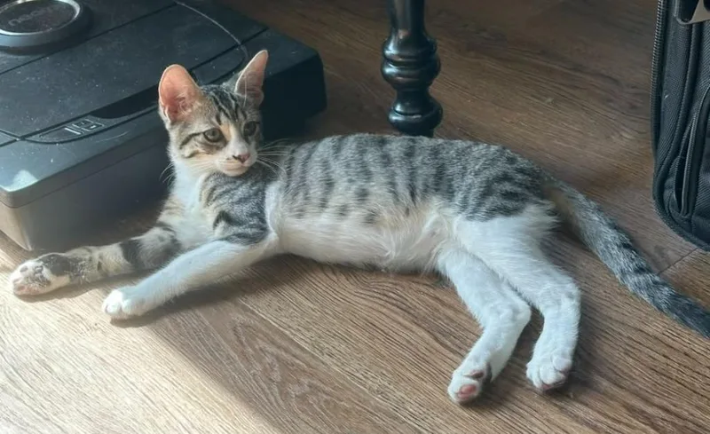 A baby small-sized male Domestic Short Hair cat named Porto for adoption in Magnolia, TX