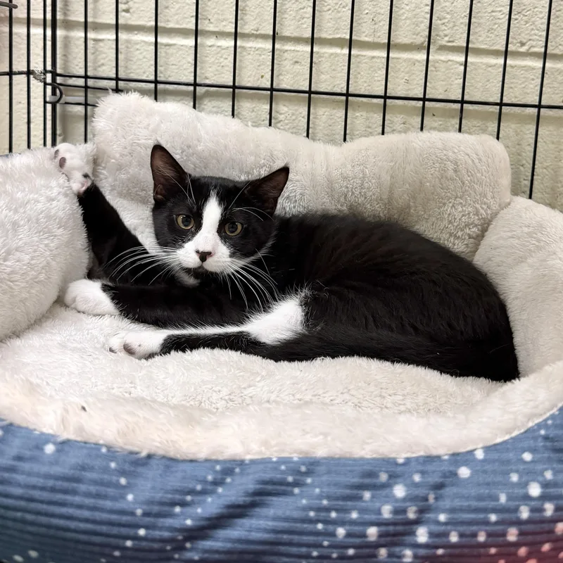 A baby medium-sized male Black & White / Tuxedo Domestic Short Hair cat named Russell for adoption in Wantagh, NY