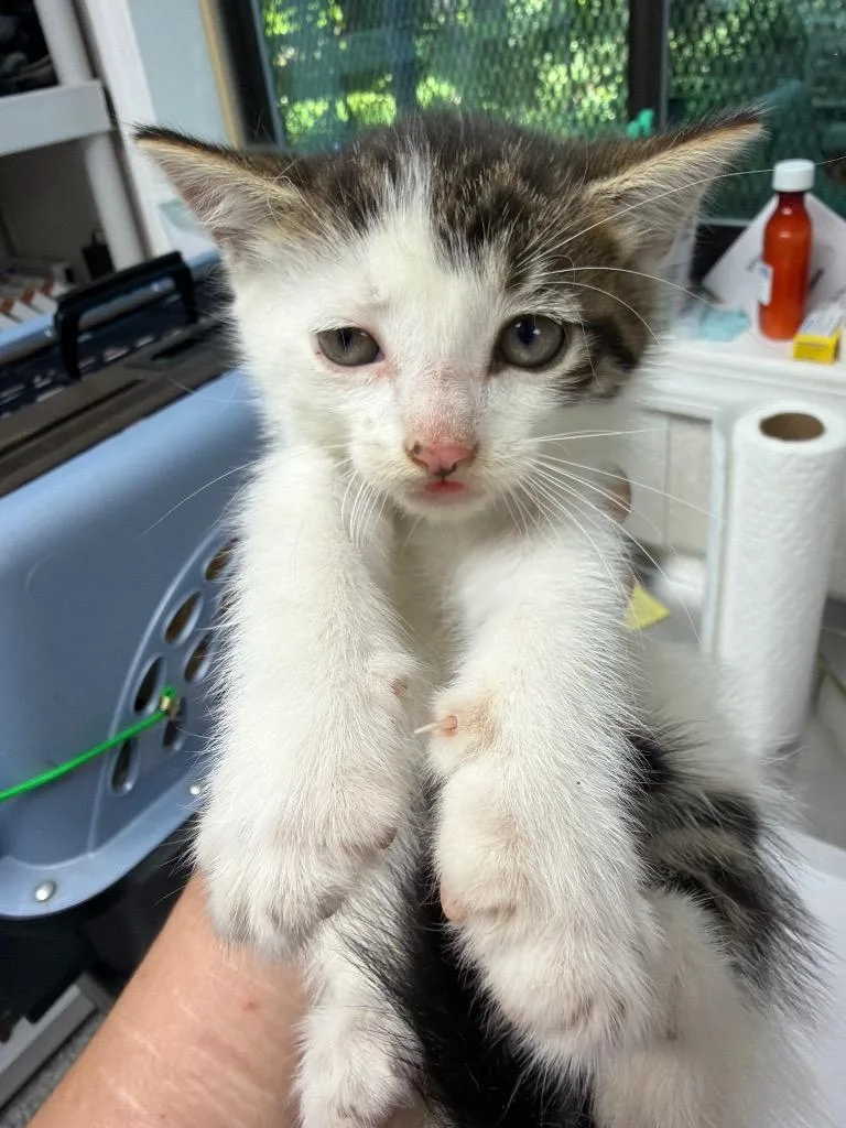 A baby medium-sized male Domestic Short Hair cat named Potato Leek for adoption in Pomona, NY