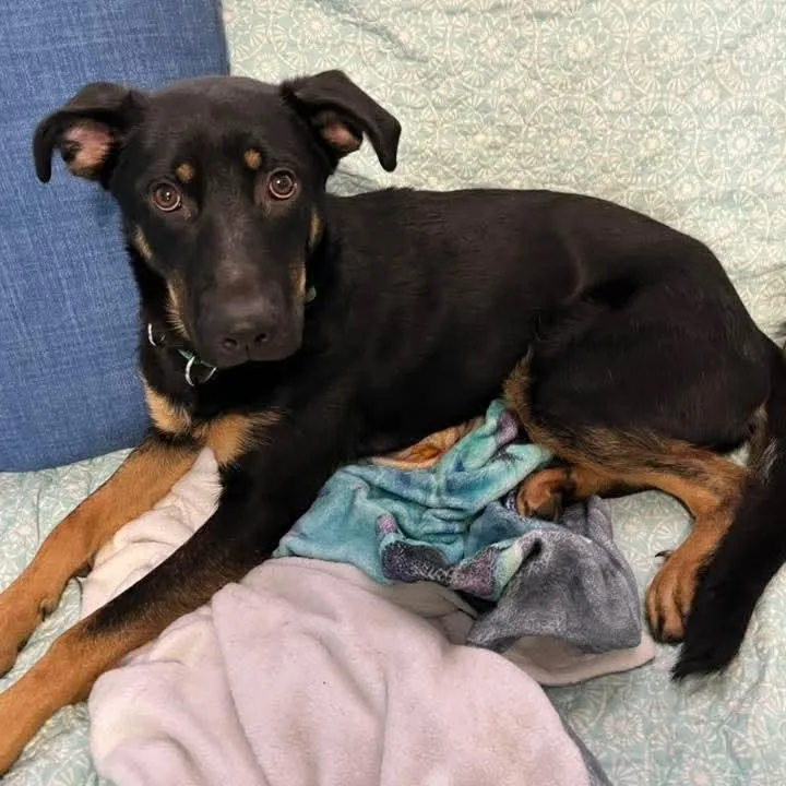 A baby medium-sized female German Shepherd Dog dog named Ivy for adoption in East Peoria, IL