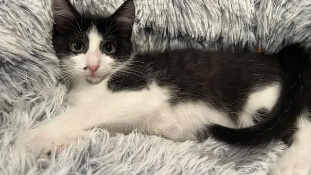 A baby medium-sized male Black & White / Tuxedo Domestic Short Hair cat named Hammy for adoption in Shawnee, KS