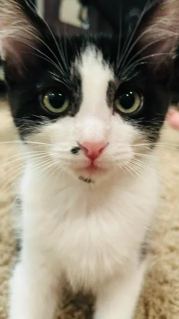 Hammy thumbnail 3