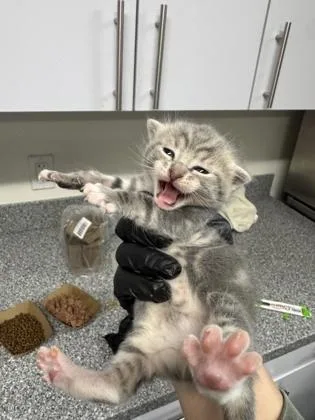 A baby small-sized female Domestic Short Hair cat named Powder for adoption in West Chester, PA