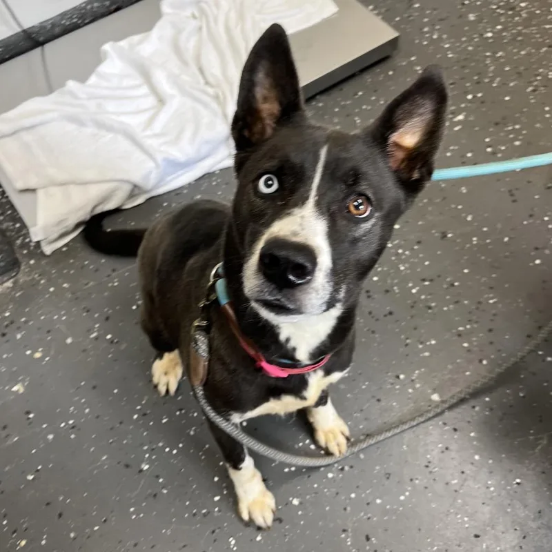 An adult medium-sized female Black Mixed Breed dog named Llama for adoption in Columbiana, AL