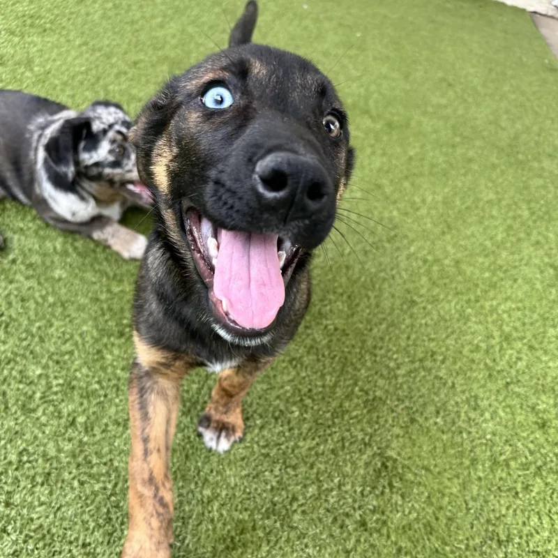 An adult medium-sized female Brown / Chocolate Mixed Breed dog named Mali for adoption in Titusville, FL
