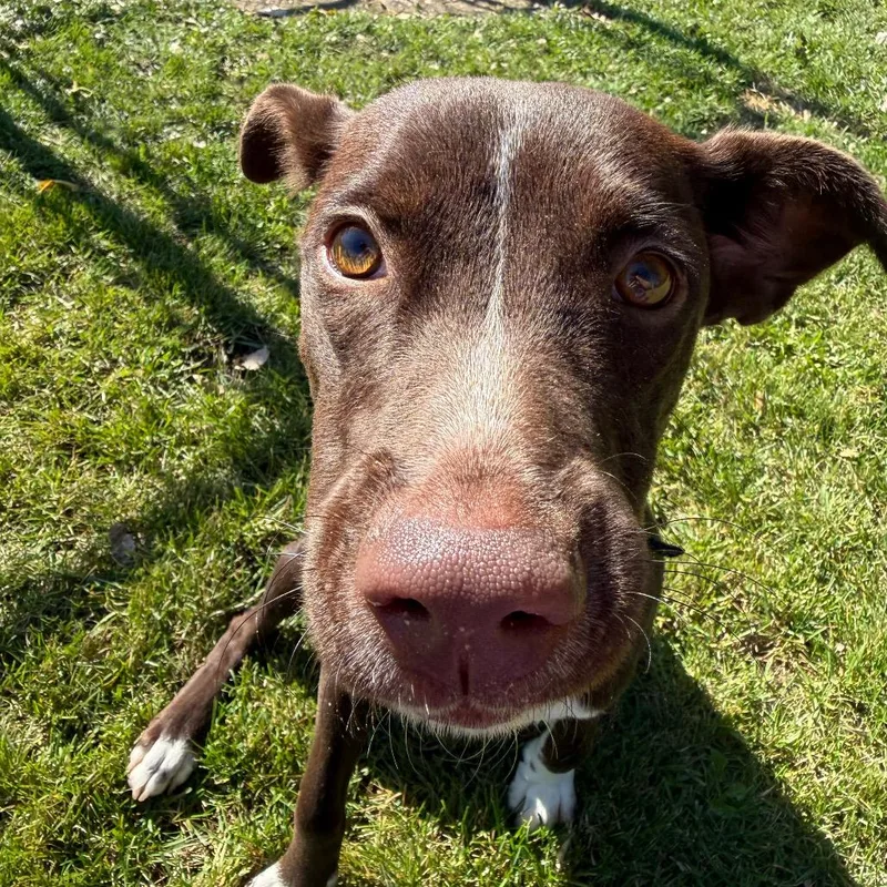 A young medium-sized female Labrador Retriever dog named Nita for adoption in Brookfield, WI