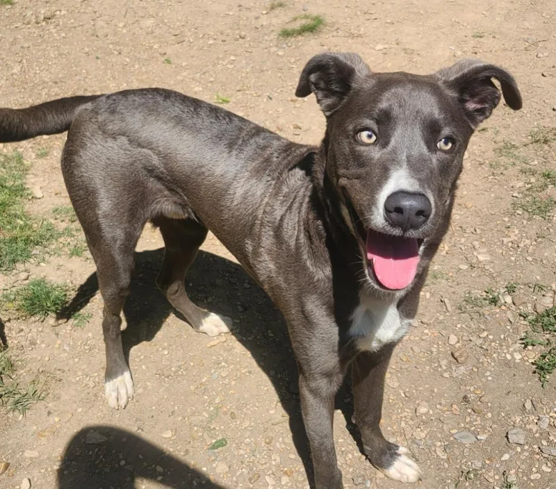 A baby small-sized male Labrador Retriever dog named Zephyr for adoption in Little Rock, AR