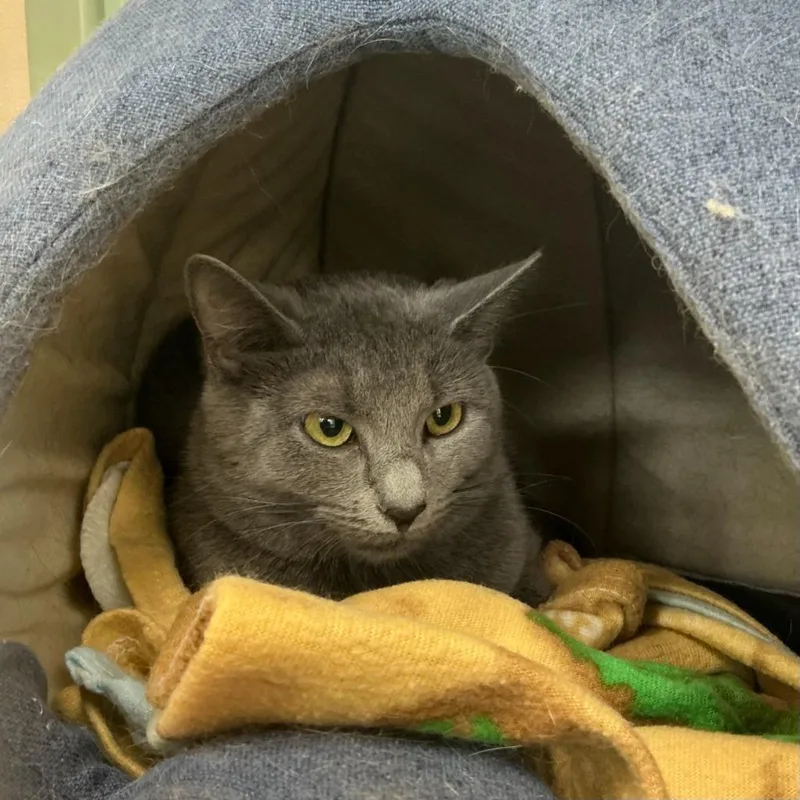 A baby small-sized female Domestic Short Hair cat named Sable for adoption in State College, PA