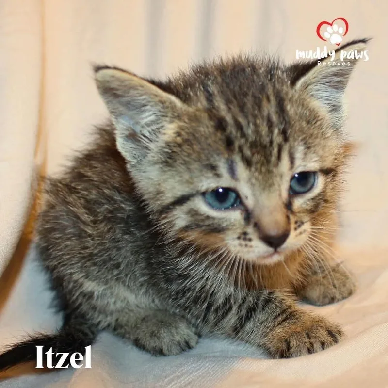 Mayan Litter:  Itzel