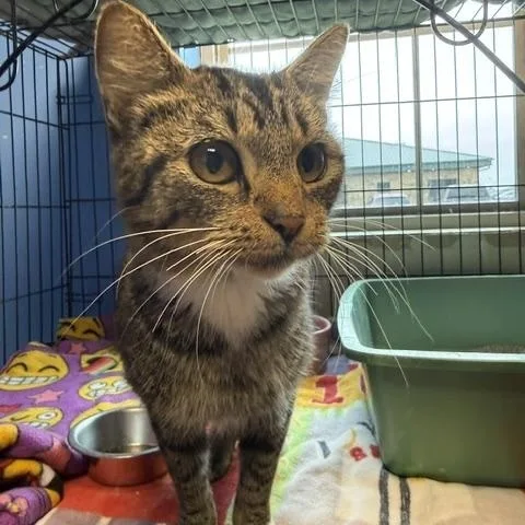 An adult small-sized female Brown / Chocolate Domestic Short Hair cat named Carrie White for adoption in Brookings, SD