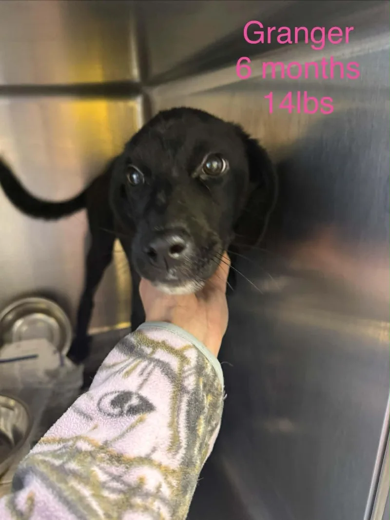 A young small-sized female Labrador Retriever dog named Granger for adoption in Fayetteville, WV