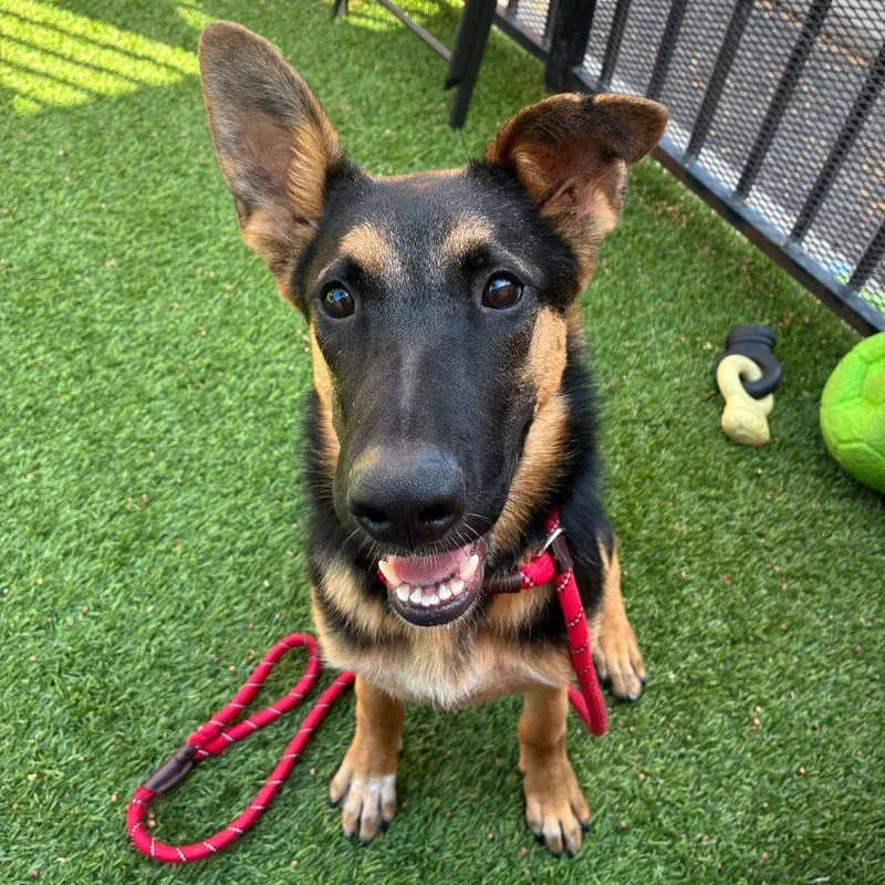 A young medium-sized female German Shepherd Dog dog named Marigold for adoption in Long Beach, CA