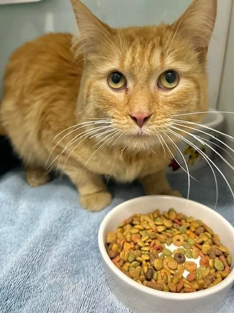 Julius
