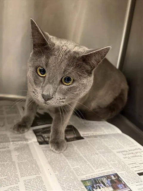 A young small-sized male Domestic Short Hair cat named Meow Meow for adoption in Van Nuys, CA