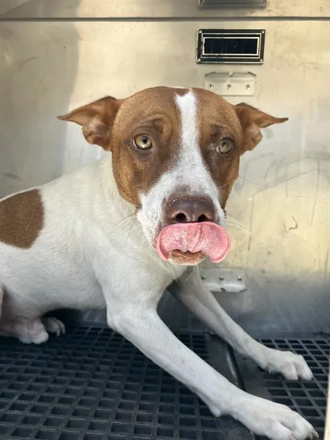 A young medium-sized male Mixed Breed dog named Tucker for adoption in Dallas, TX