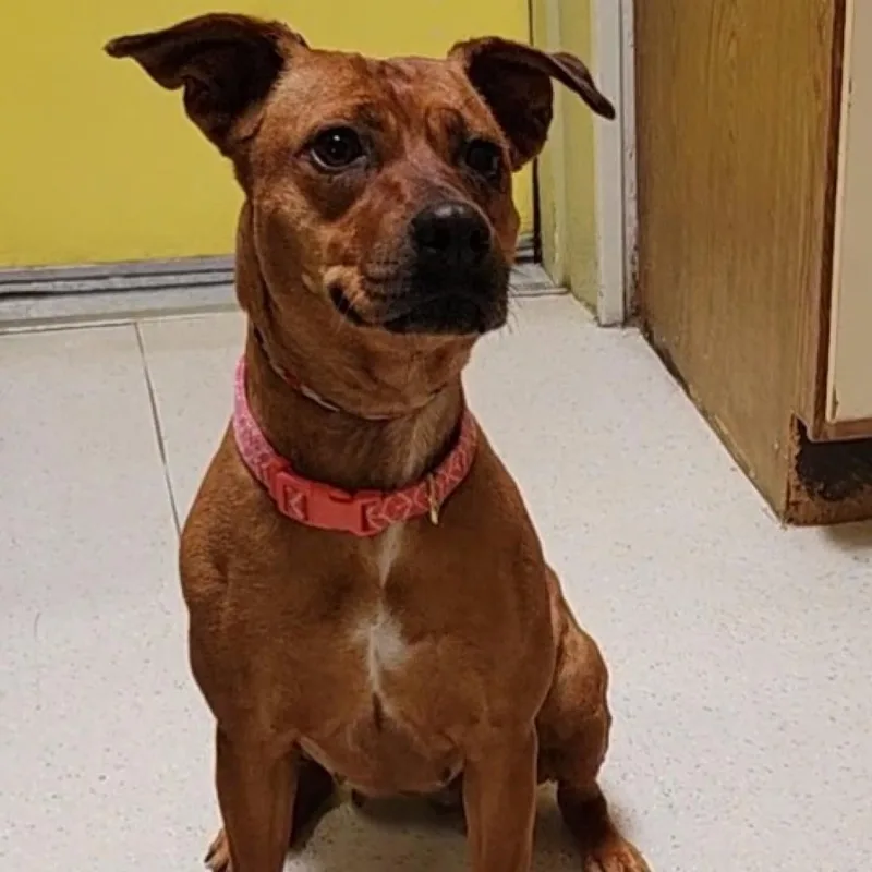 Cinnamon  Paws thumbnail 4