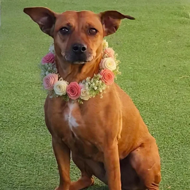 Cinnamon  Paws thumbnail 5